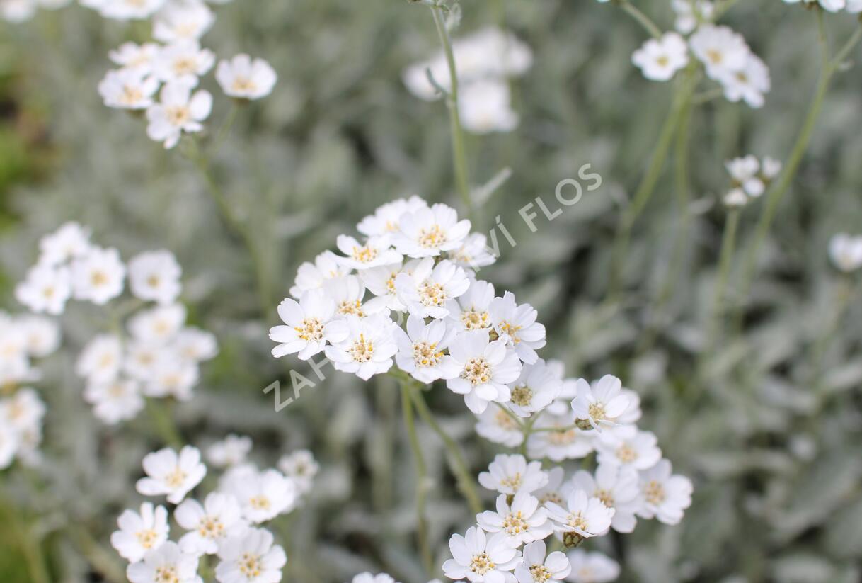 Řebříček - Achillea serbica umbellata
