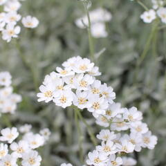 Řebříček - Achillea serbica umbellata