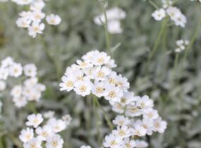 Řebříček - Achillea serbica umbellata