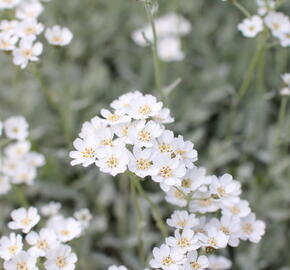 Řebříček - Achillea serbica umbellata