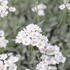Achillea serbica umbellata_01.JPG
