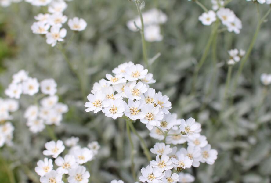 Řebříček - Achillea serbica umbellata