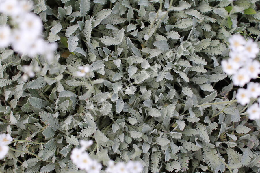 Řebříček - Achillea serbica umbellata