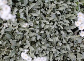 Řebříček - Achillea serbica umbellata