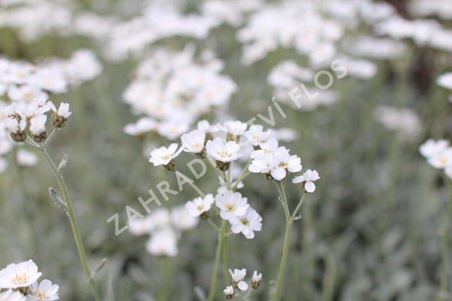 Řebříček - Achillea serbica umbellata
