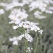 Řebříček - Achillea serbica umbellata