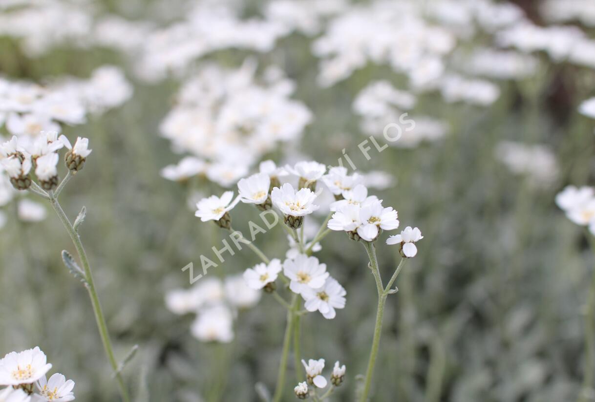 Řebříček - Achillea serbica umbellata
