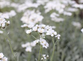 Řebříček - Achillea serbica umbellata