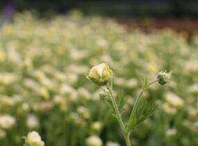 Kuklík 'Gimlet' - Geum 'Gimlet'