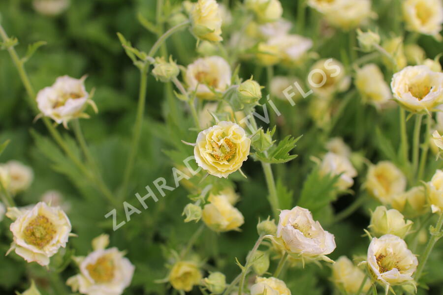 Kuklík 'Gimlet' - Geum 'Gimlet'