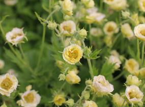 Kuklík 'Gimlet' - Geum 'Gimlet'
