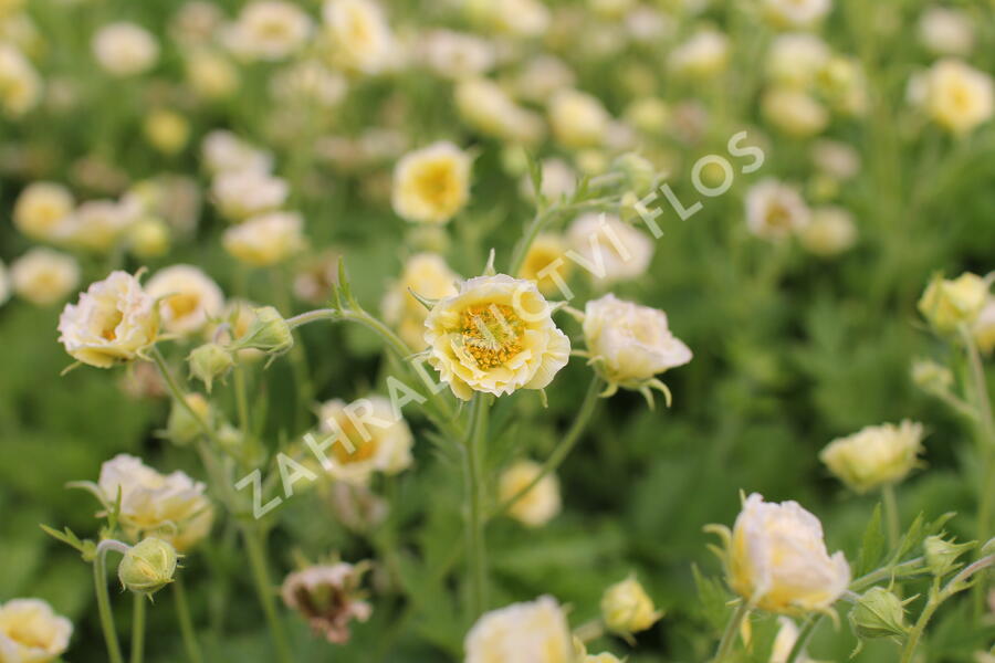 Kuklík 'Gimlet' - Geum 'Gimlet'