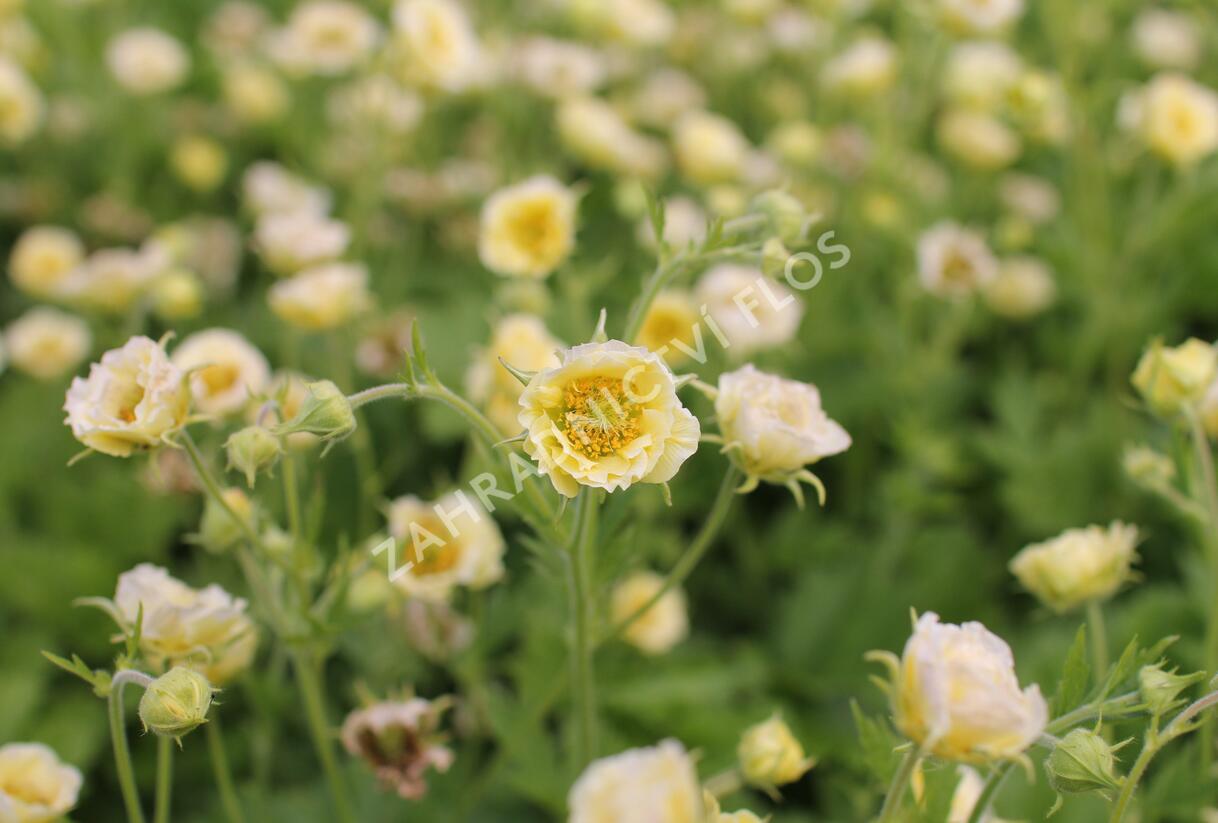 Kuklík 'Gimlet' - Geum 'Gimlet'
