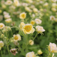 Kuklík 'Gimlet' - Geum 'Gimlet'