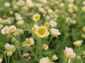 Kuklík 'Gimlet' - Geum 'Gimlet'