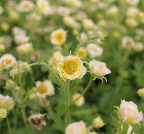 Kuklík 'Gimlet' - Geum 'Gimlet'