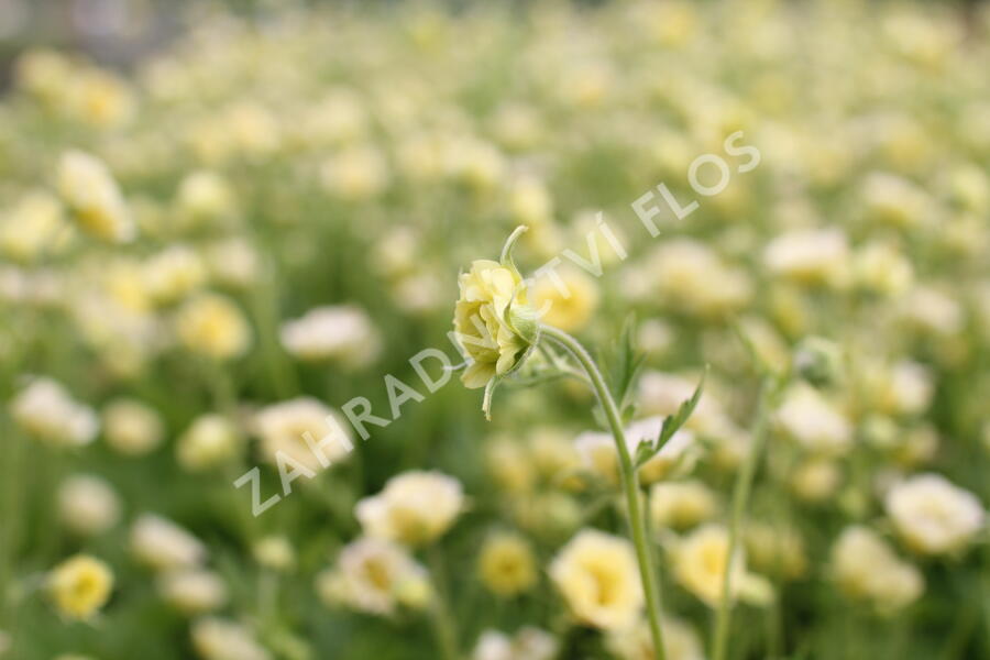 Kuklík 'Gimlet' - Geum 'Gimlet'