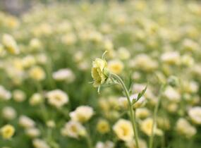 Kuklík 'Gimlet' - Geum 'Gimlet'
