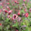 Kuklík 'Bell Bank' - Geum 'Bell Bank'
