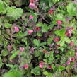 Kuklík 'Bell Bank' - Geum 'Bell Bank'