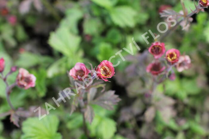 Kuklík 'Bell Bank' - Geum 'Bell Bank'