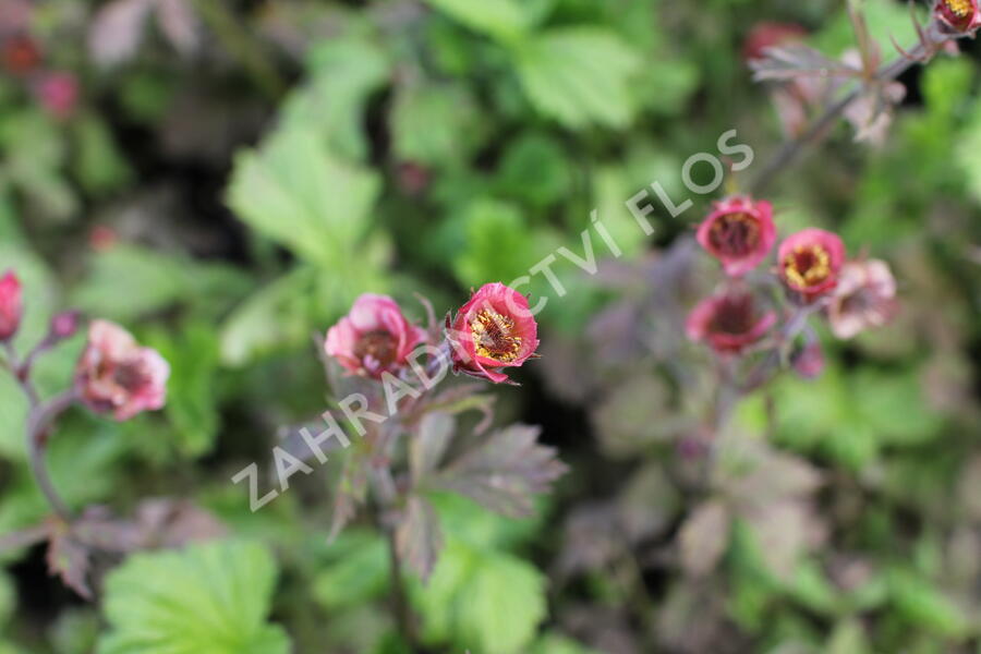 Kuklík 'Bell Bank' - Geum 'Bell Bank'