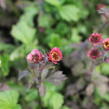 Kuklík 'Bell Bank' - Geum 'Bell Bank'