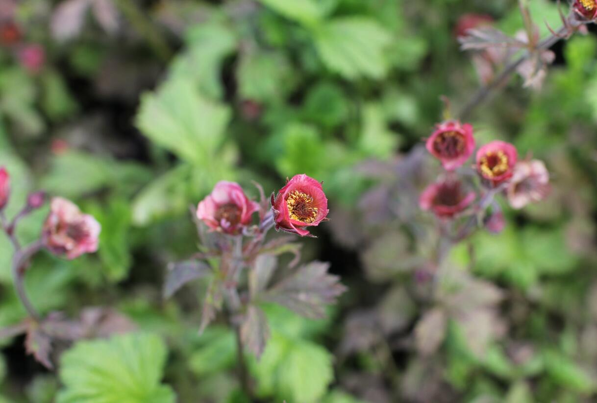 Kuklík 'Bell Bank' - Geum 'Bell Bank'