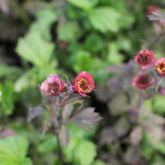 Kuklík 'Bell Bank' - Geum 'Bell Bank'