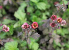 Kuklík 'Bell Bank' - Geum 'Bell Bank'