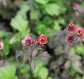 Kuklík 'Bell Bank' - Geum 'Bell Bank'
