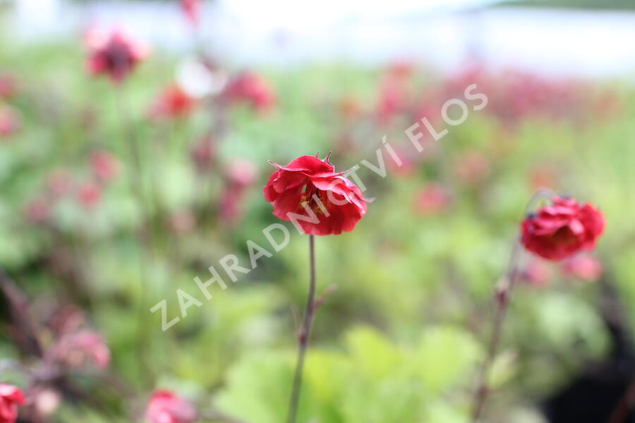 Kuklík 'Flames of Passion' - Geum 'Flames of Passion'