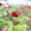 Kuklík 'Flames of Passion' - Geum 'Flames of Passion'