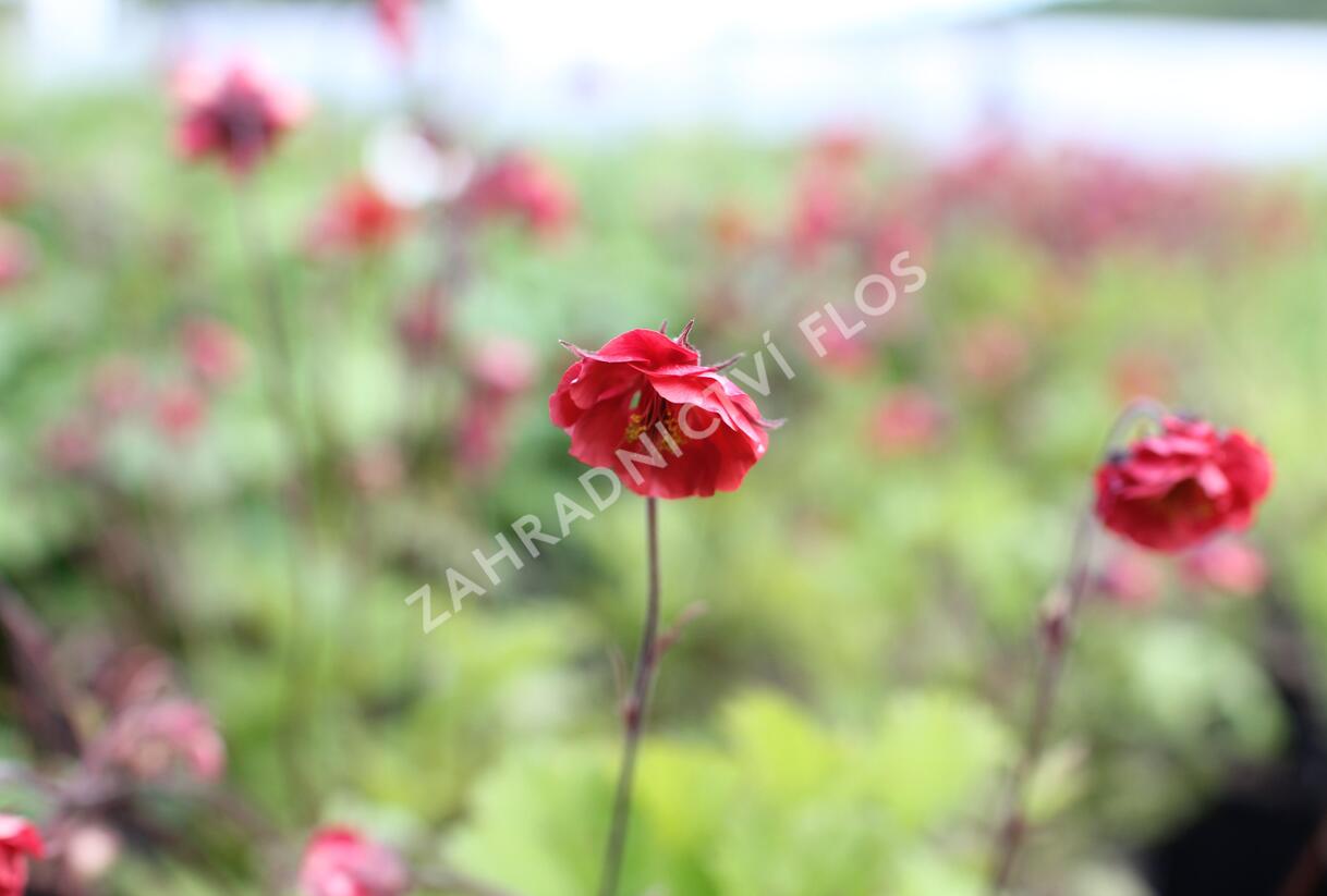 Kuklík 'Flames of Passion' - Geum 'Flames of Passion'