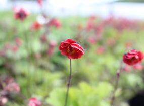 Kuklík 'Flames of Passion' - Geum 'Flames of Passion'