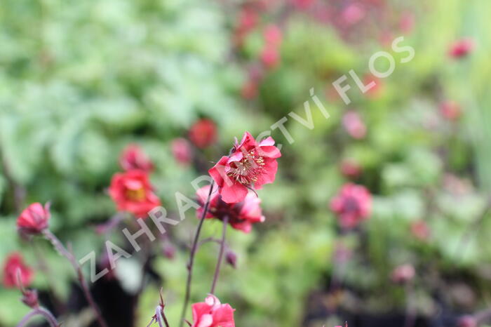 Kuklík 'Flames of Passion' - Geum 'Flames of Passion'