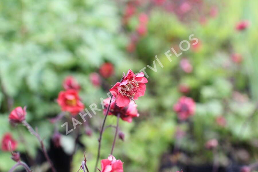 Kuklík 'Flames of Passion' - Geum 'Flames of Passion'