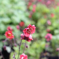 Kuklík 'Flames of Passion' - Geum 'Flames of Passion'