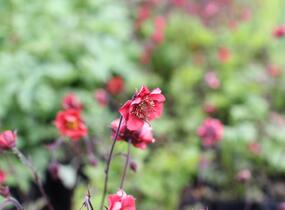 Kuklík 'Flames of Passion' - Geum 'Flames of Passion'