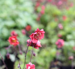 Kuklík 'Flames of Passion' - Geum 'Flames of Passion'