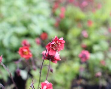 Kuklík 'Flames of Passion'