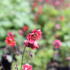 Geum 'Flames of Passion'.JPG