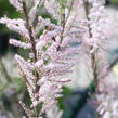 Tamaryšek kaspický - Tamarix ramosissima