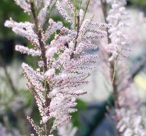 Tamaryšek kaspický - Tamarix ramosissima