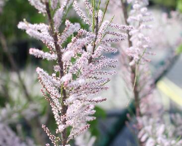 Tamaryšek kaspický