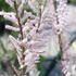 Tamarix ramosissima_01.JPG
