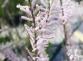 Tamaryšek kaspický - Tamarix ramosissima
