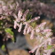 Tamaryšek kaspický - Tamarix ramosissima