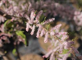 Tamaryšek kaspický - Tamarix ramosissima
