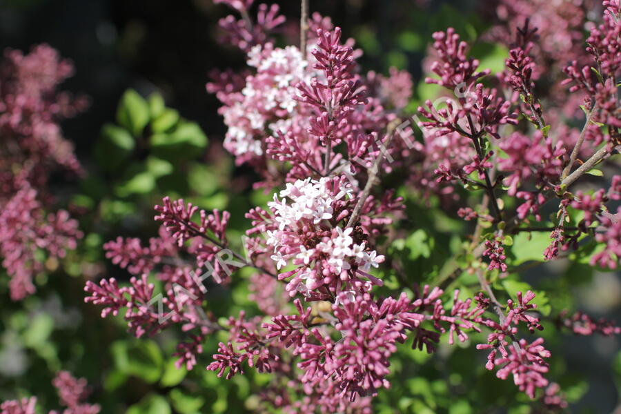 Šeřík Meyerův 'Palibin' - Syringa meyeri 'Palibin'